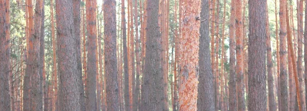 Kiefernwald Mit Schönen Hohen Kiefern Gegen Andere Kiefern Mit Braun — Stockfoto