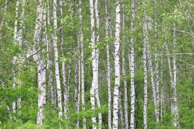 İlkbaharda huş ağacında siyah beyaz huş ağacına sahip genç huş ağacı diğer huş ağaçlarının arka planında.
