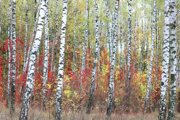 Schöne Szene Mit Birken Gelben Herbst Birkenwald Oktober Unter Anderen — Stockfoto