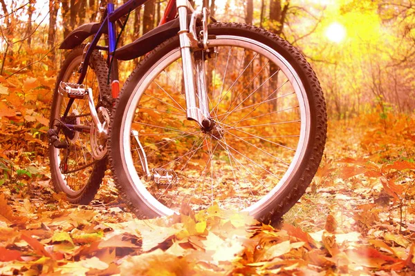 Mountain Bike Nella Foresta Autunnale Sullo Sfondo Bellissimo Tramonto Giallo — Foto Stock