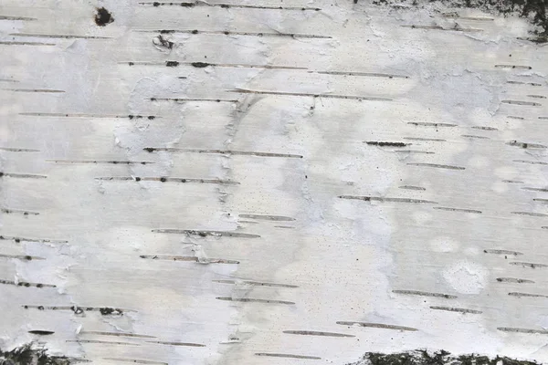 Pattern Birch Bark Black Birch Stripes White Birch Bark Wooden — Stock Photo, Image