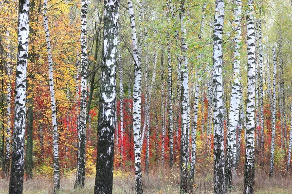 Schöne Szene Mit Birken Gelben Herbst Birkenwald Oktober Unter Anderen — Stockfoto