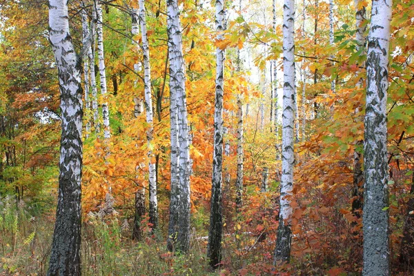 Vacker Scen Med Björkar Gul Höstbjörkskog Oktober Bland Annat Björkar — Stockfoto