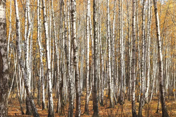 Pemandangan Indah Dengan Burung Burung Hutan Birch Musim Gugur Kuning — Stok Foto