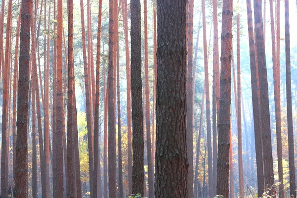 Bosque Pinos Con Hermosos Pinos Altos Contra Otros Pinos Con — Foto de Stock