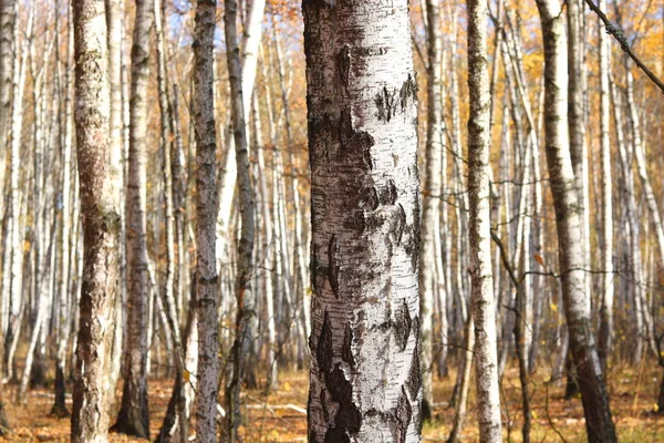 Bella Scena Con Betulle Nel Bosco Betulle Giallo Autunno Ottobre — Foto Stock