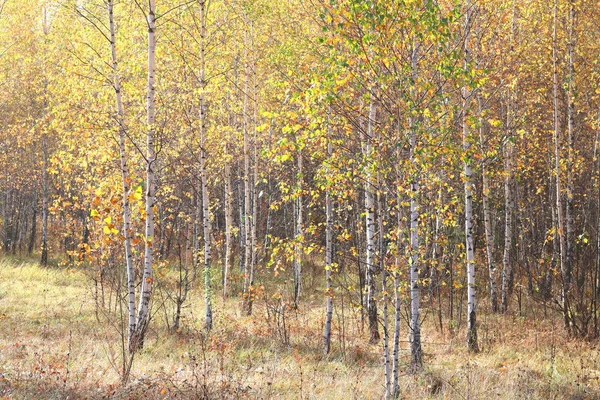 Schöne Szene Mit Birken Gelben Herbst Birkenwald Oktober Unter Anderen — Stockfoto