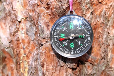 Ağaç kabuğunun arka planında klasik pusula