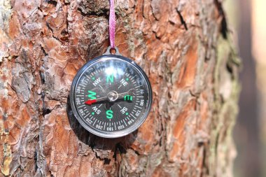 Ağaç kabuğunun arka planında klasik pusula