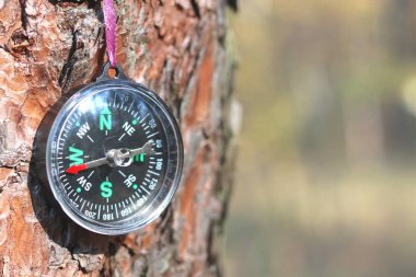 Ağaç kabuğunun arka planında klasik pusula