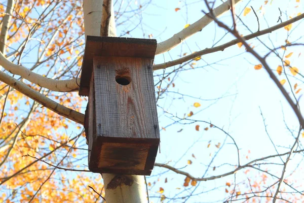 Ağaçtaki Ahşap Kuş Evi Sonbaharda Mavi Gökyüzüne Karşı — Stok fotoğraf