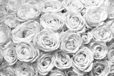 Güzel beyaz güller ile siyah ve beyaz arka plan