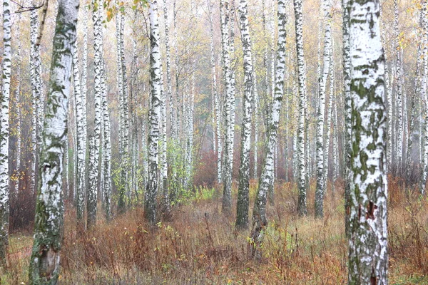 Beautiful Scene Birches Yellow Autumn Birch Forest October Other Birches — Stock Photo, Image