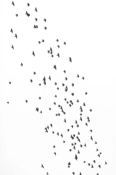 Monochrome Photo Depicting Flock Wild Birds Sky — Stock Photo, Image