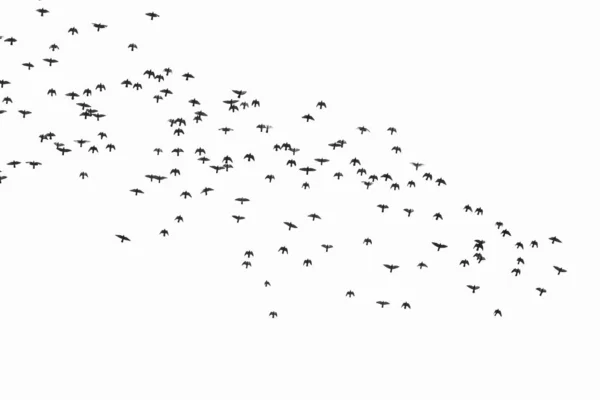 单色照片描绘了一群野鸟在天空中飞翔的情景 — 图库照片