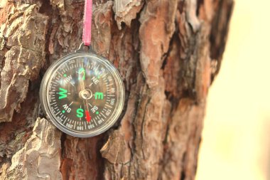 Ağaç kabuğunun arka planında klasik pusula