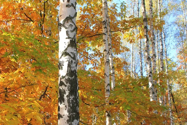 Beautiful Scene Birches Yellow Autumn Birch Forest October Other Birches — Stock Photo, Image