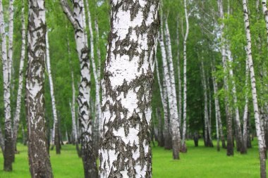 Beyaz huş ağacıyla güzel huş ağaçları huş ağacının huş ağacında, yazın yeşil huş yapraklarıyla birlikte.