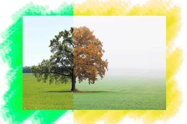 Collage Abstrait Avec Différents Côtés Arbre Avec Des Saisons Changeantes — Photo