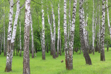 Beyaz huş ağacıyla güzel huş ağaçları huş ağacının huş ağacında, yazın yeşil huş yapraklarıyla birlikte.