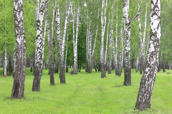 Prachtige Berkenbomen Met Witte Berkenschors Berkenbos Met Groene Berkenbladeren Zomer — Stockfoto