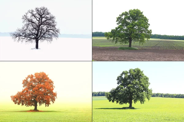 겨울에는 나뭇잎 봄에는 나무가 여름에는 가을에는 나무가 계절을 상징하는 나무의 — 스톡 사진