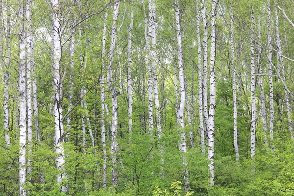 Gyönyörű Nyírfa Fehér Nyírfa Kéreg Nyírfa Ligetben Zöld Nyírfa Levelek — Stock Fotó