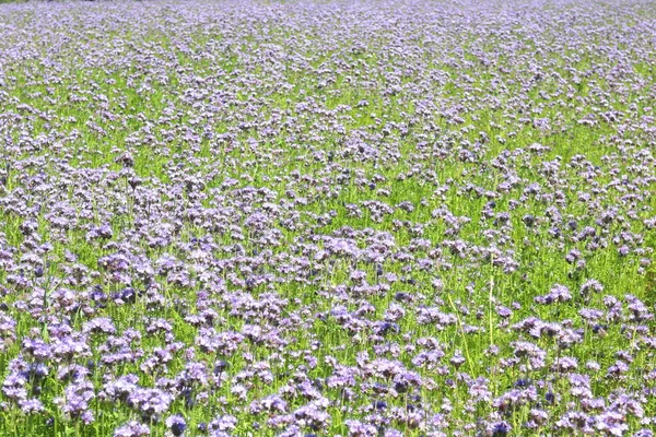 Sfondo Estivo Naturale Con Bellissimi Fiori Viola Selvatici Estate Nel — Foto Stock