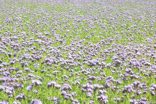 Sfondo Estivo Naturale Con Bellissimi Fiori Viola Selvatici Estate Nel — Foto Stock