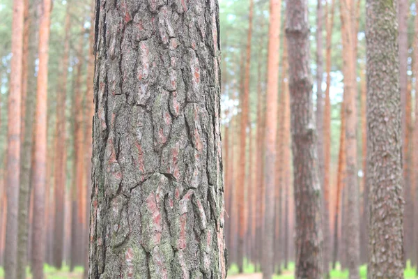 Bosque Pinos Con Hermosos Pinos Altos Contra Otros Pinos Con —  Fotos de Stock