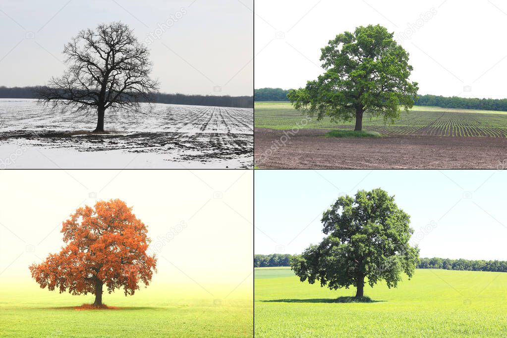 Abstract image of lonely tree in winter without leaves on snow, tree in spring on grass, tree in summer on grass with green foliage and autumn tree as symbol of four seasons