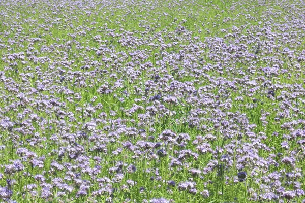 Sfondo Estivo Naturale Con Bellissimi Fiori Viola Selvatici Estate Nel — Foto Stock