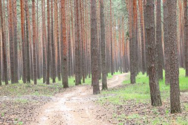 Güzel yüksek çam ağaçları olan çam ormanı, güneşli bir havada, kahverengi desenli çam kabuğuna sahip diğer çam ağaçlarına karşı.