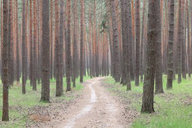Güzel yüksek çam ağaçları olan çam ormanı, güneşli bir havada, kahverengi desenli çam kabuğuna sahip diğer çam ağaçlarına karşı.