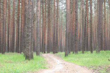 Güzel yüksek çam ağaçları olan çam ormanı, güneşli bir havada, kahverengi desenli çam kabuğuna sahip diğer çam ağaçlarına karşı.