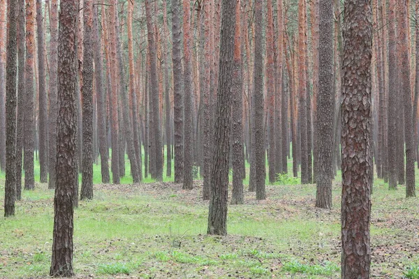 Borový Les Krásnými Vysokými Borovicemi Proti Jiným Borovicím Hnědou Texturou — Stock fotografie