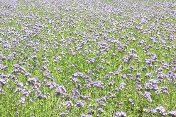 Sfondo Estivo Naturale Con Bellissimi Fiori Viola Selvatici Estate Nel — Foto Stock