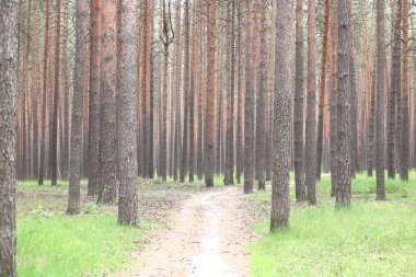 Güzel yüksek çam ağaçları olan çam ormanı, güneşli bir havada, kahverengi desenli çam kabuğuna sahip diğer çam ağaçlarına karşı.