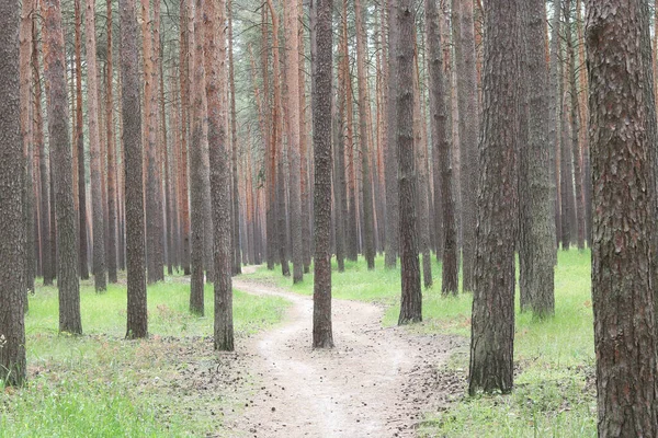 Bosque Pinos Con Hermosos Pinos Altos Contra Otros Pinos Con —  Fotos de Stock