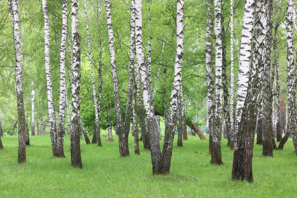 Beautiful birch trees with white birch bark in birch grove with green birch leaves in summer