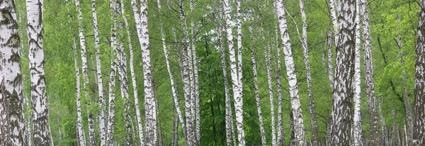 Prachtige Berkenbomen Met Witte Berkenschors Berkenbos Met Groene Berkenbladeren Zomer — Stockfoto