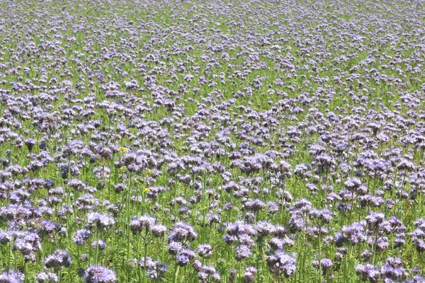 夏天的自然背景 田里开着美丽的紫罗兰花 — 图库照片