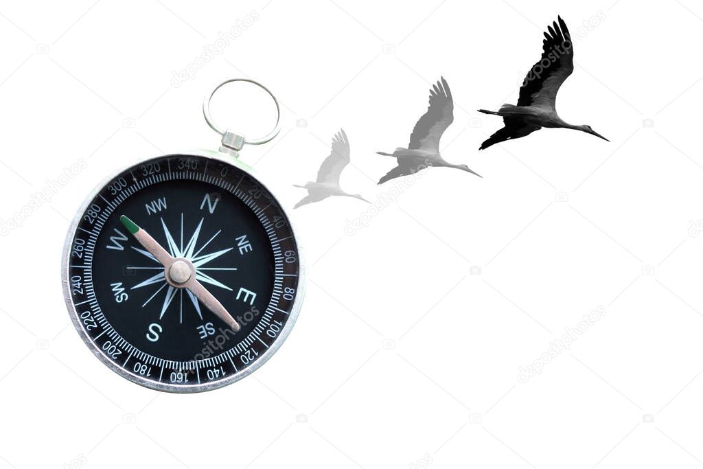 round compass and bird isolated on white background