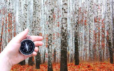 Sonbahar huş ağacı arka planında pusula ile turizmin sembolü olarak, pusula ile seyahat ve sonbaharda pusula ile açık hava aktiviteleri