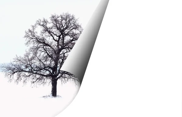 Abstract Image Lonely Tree White Background Turned Page Place Text — Stock Photo, Image