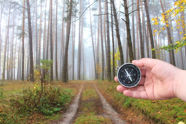 Pusula, sonbahar çam ormanı arka planında, pusula ile turizmin sembolü olarak, pusula ile seyahat ve sonbaharda pusula ile açık hava aktiviteleri olarak ele alınır.