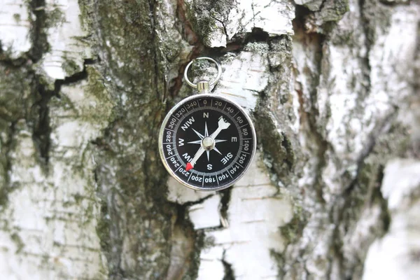 Pusula ile turizmin sembolü olarak huş ağacının arka planındaki pusula, pusula ve pusula ile seyahat ve açık hava aktiviteleri