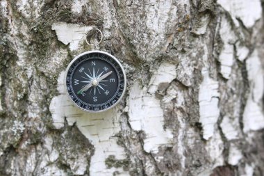 Pusula ile turizmin sembolü olarak huş ağacının arka planındaki pusula, pusula ve pusula ile seyahat ve açık hava aktiviteleri