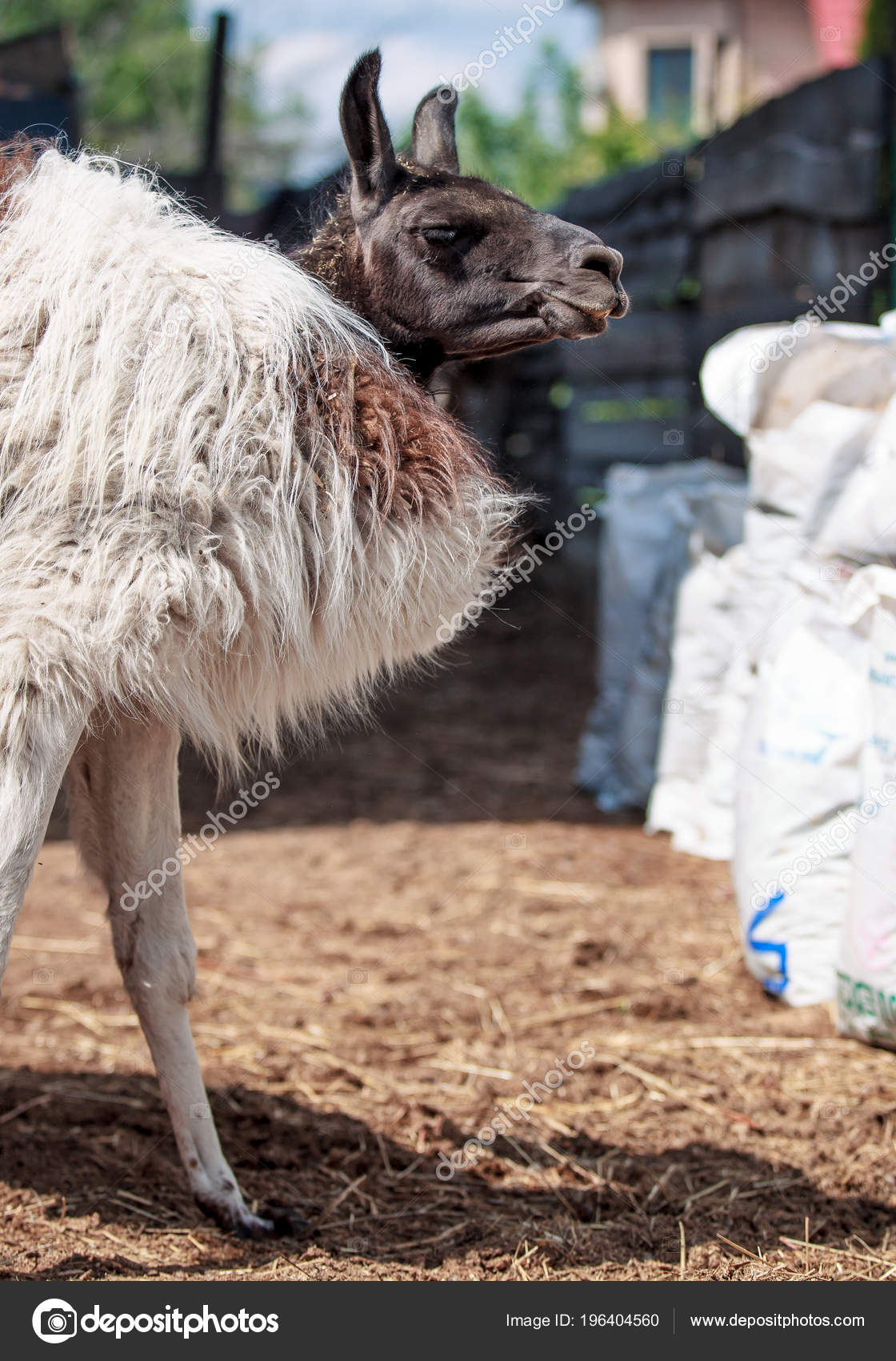 dating llama