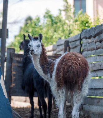 Bir portre için poz Lama alpaka